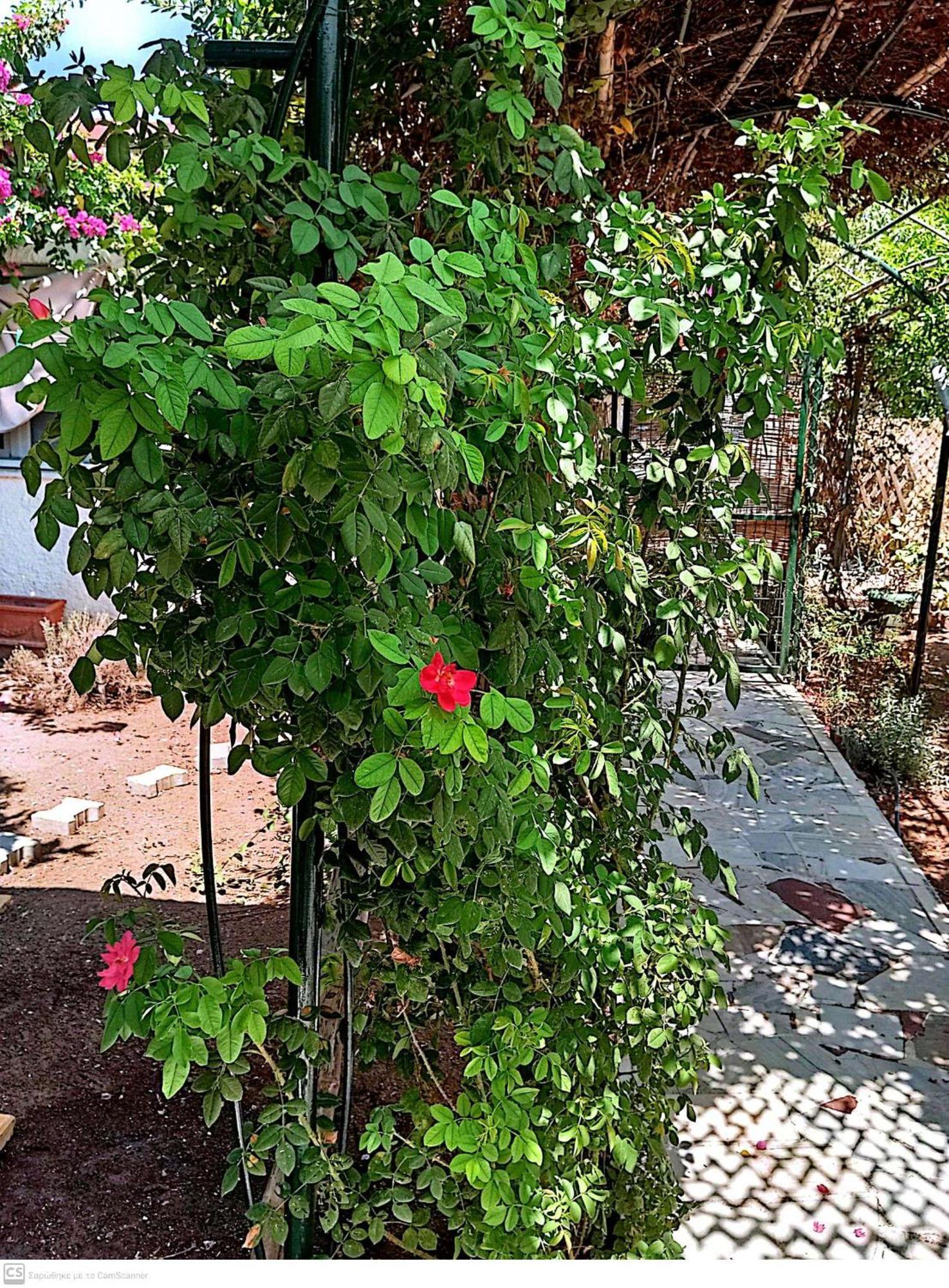 Εξοχικό Maria Βίλα Αμπελάκια Εξωτερικό φωτογραφία